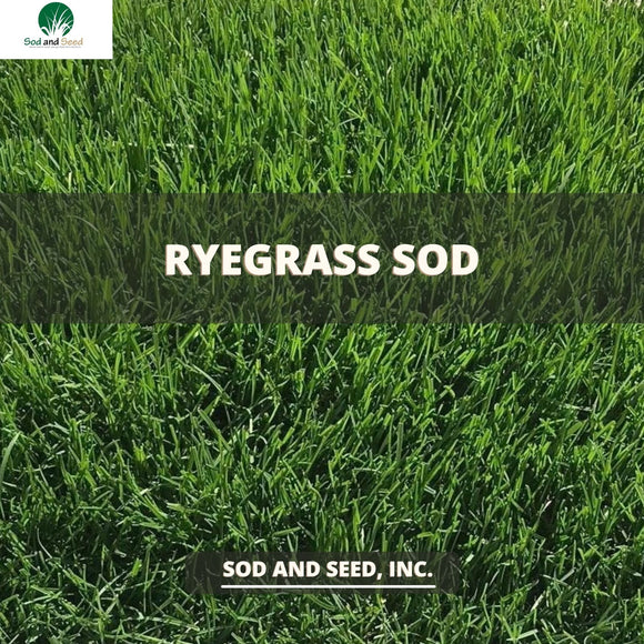 Ryegrass Sod