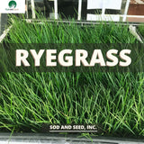 Ryegrass sod