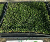 Delta Rye Blue grass - Bay Area Sod and Seed