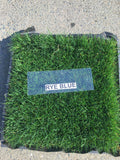 Delta Rye Blue grass ground cover
