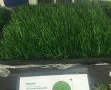 Classic Ryegrass - Bay Area Sod and Seed