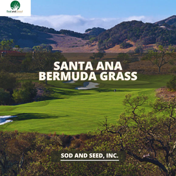 Santa Ana Best Bermuda Grass