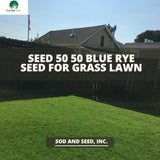 Bluegrass sod with rye grass