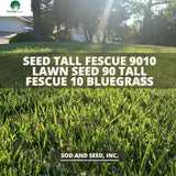The Best fescue grass seed