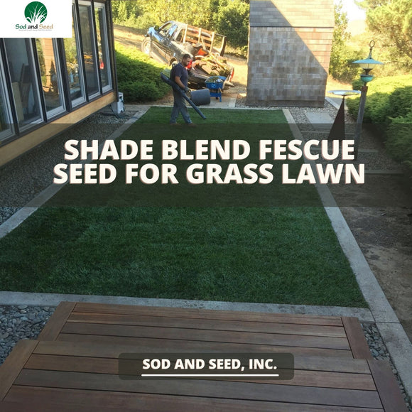 Shade Blend Fescue Seed for Grass Lawn