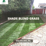 Shade Blend Best Grass for Shady Lawn