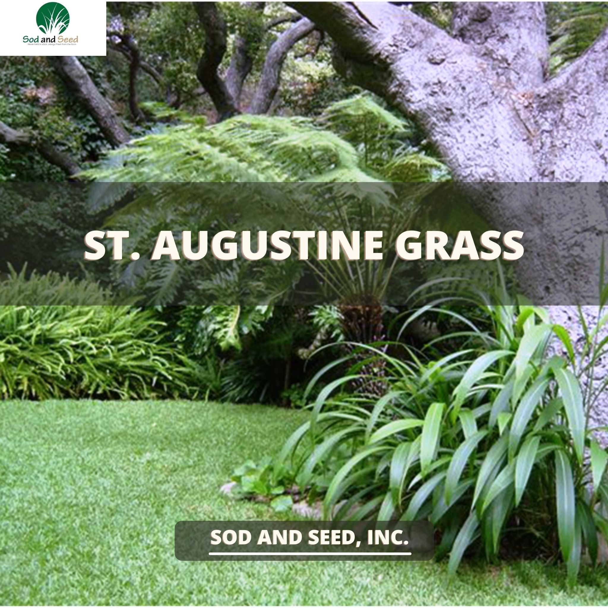 planting st augustine seed St. Augustine Grass – Sod and Seed, Inc