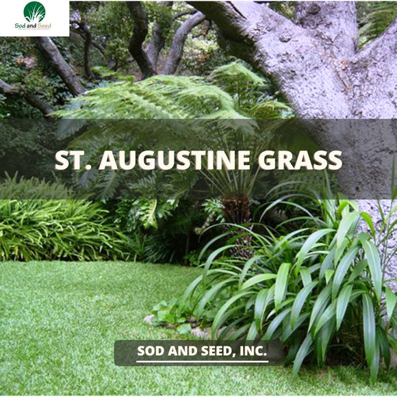 Saint Augustine Grass saint-augustine-grass