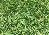 St. Augustine grass lawn