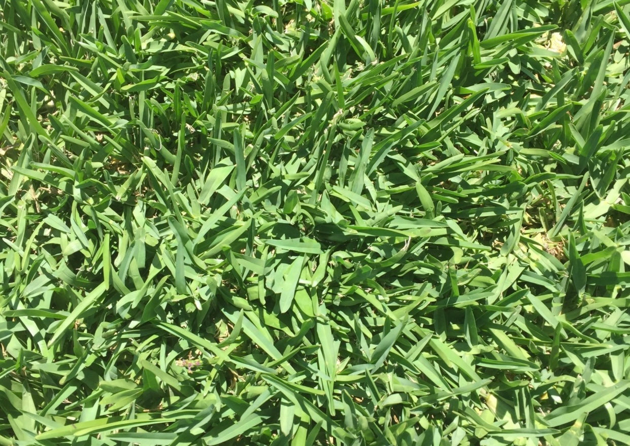 St augustine new arrivals grass