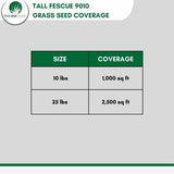 best tall fescue grass seed