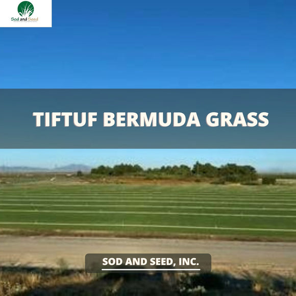 TIFTUF Bermuda Grass – Sod and Seed, Inc.