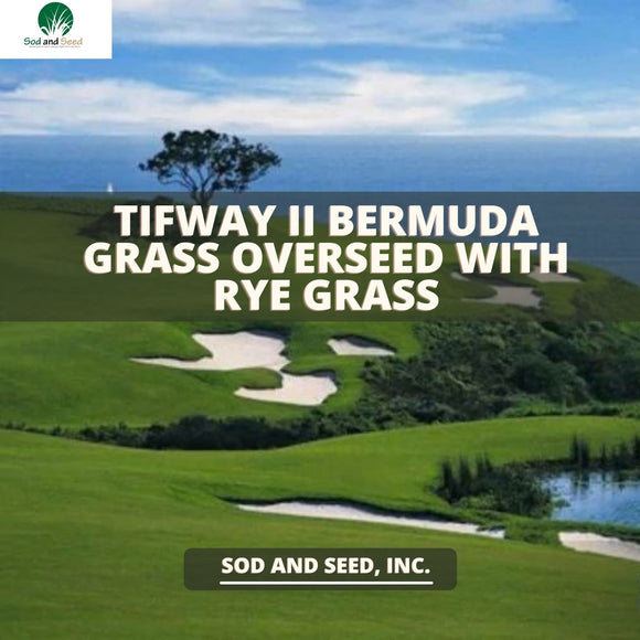 Tifway II Bermuda Grass Overseed