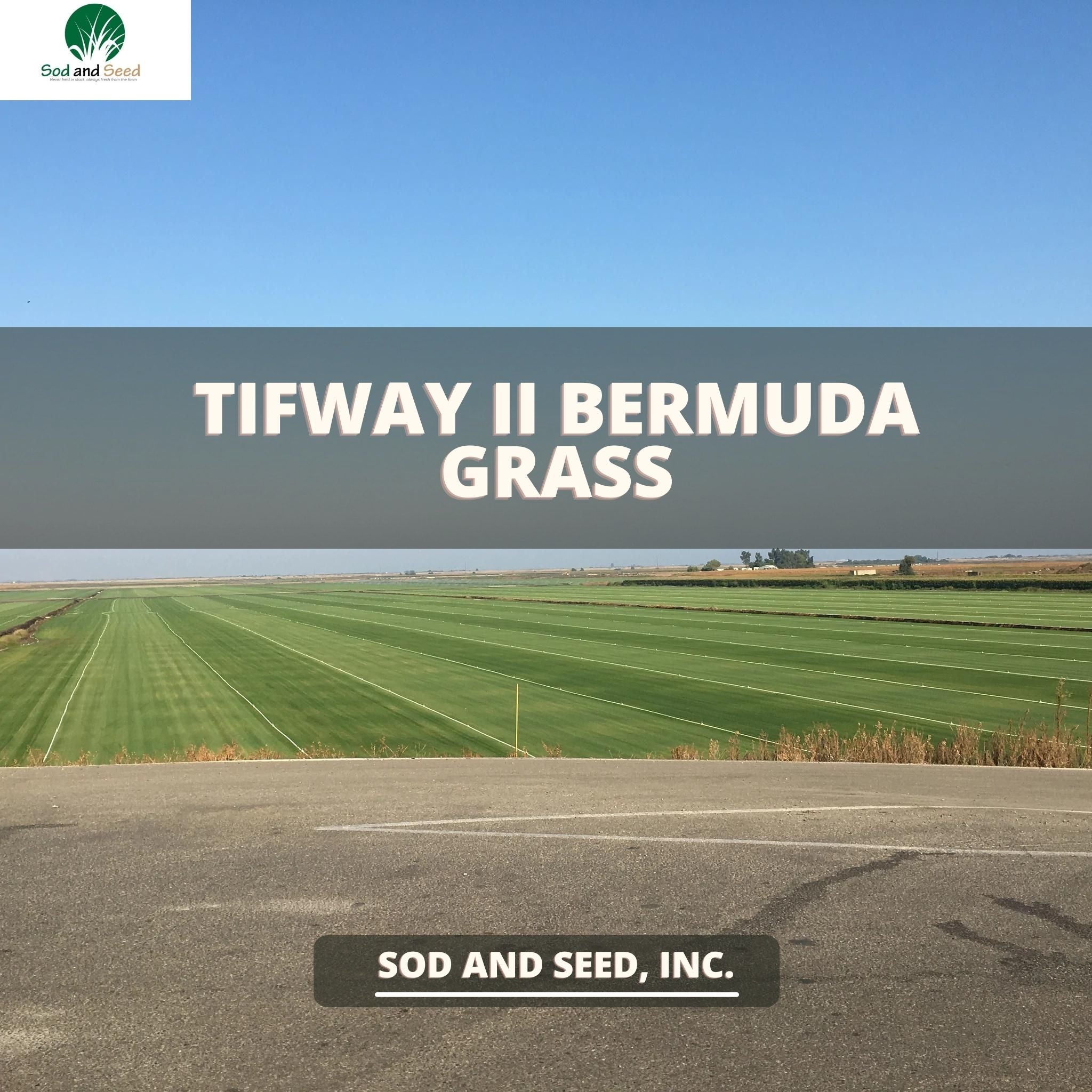 Tifway II Bermuda Grass – Sod and Seed, Inc.