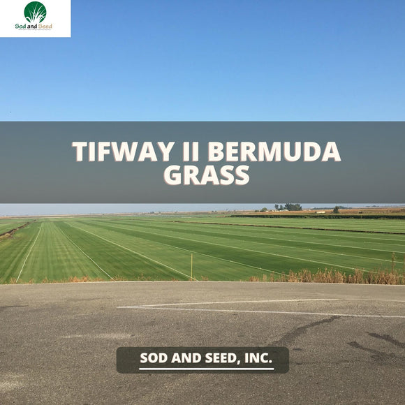 Tifway II Bermuda Grass