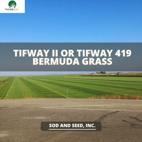 Tifway II Tifway 419 Bermuda Grass