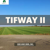 tifway II bermudagrass