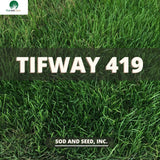 Tifway 419 Bermuda Grass