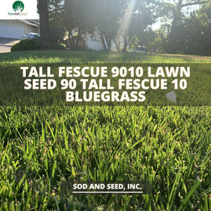tall fescue grass seed
