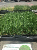 tall fescue sod price