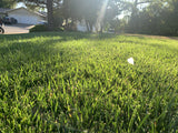 Fescue Bluegrass grass seed