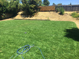 Tall Fescue Grass Seed 9010