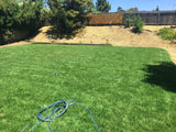tall 9010 sod fescue with bluegrass lawn