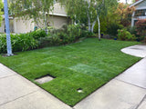 Fescue and Bluegrass Seed for grass