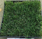 best fescue grass seed