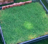 Tifway II Bermuda Grass