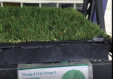 Tifway 419 grass