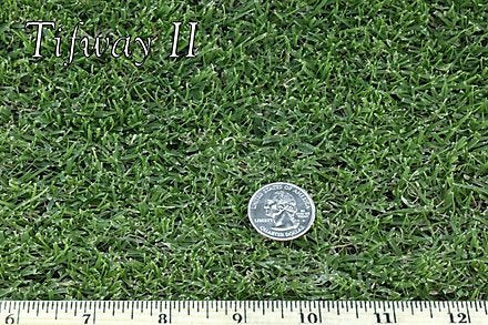 Tifway II Bermuda Grass – Sod and Seed, Inc.
