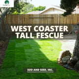 tall fescue with bluegrass