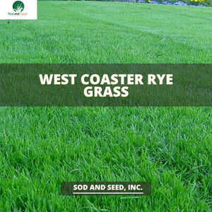 rye grass