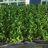 kurapia ground cover sod