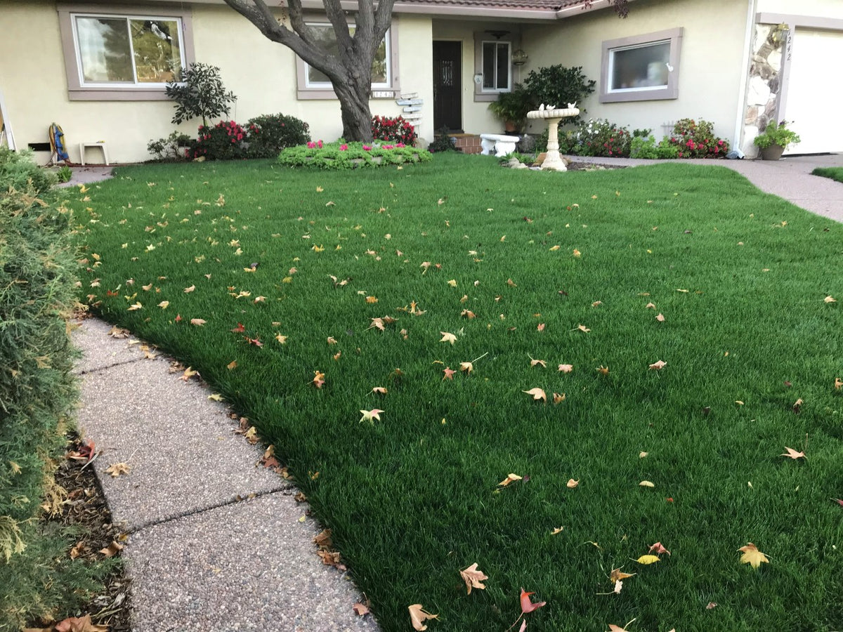 Blue Rye Grass Seed 50 50 – Sod and Seed, Inc.