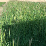 native plants