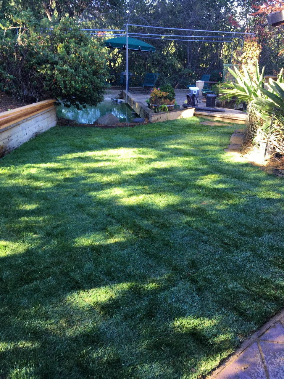 Blueridge Bluegrass Ryegrass Sod Non-Netted – Sod and Seed, Inc.