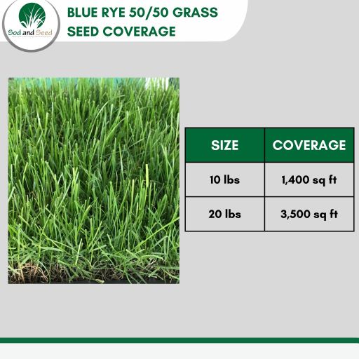 Blue Rye Grass Seed 50 50 – Sod and Seed, Inc.