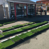 West Coaster Rye Grass Sod