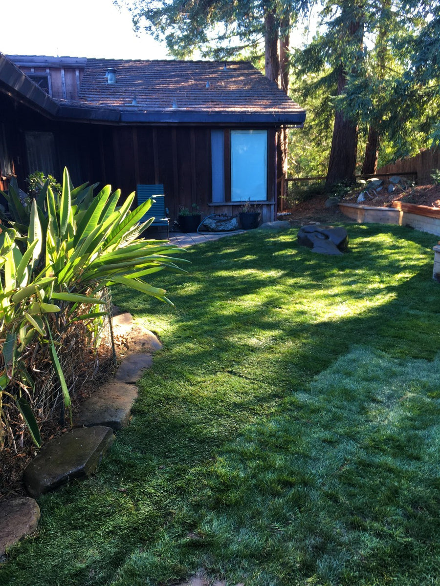 Blueridge Bluegrass Ryegrass Sod Non-Netted – Sod and Seed, Inc.