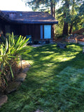 blueridge blue rye sod