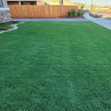 Celebration Bermudagrass Sod