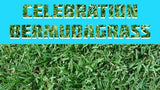 celebration bermudagrass sod