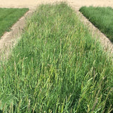 native grass seed