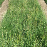 native lawn