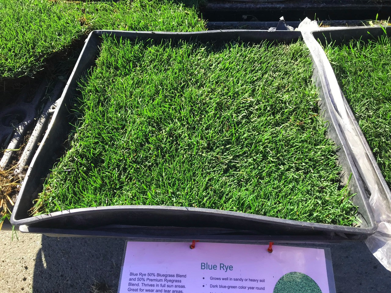 Bluegrass Ryegrass 50 50 – Sod and Seed, Inc.