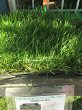 dwarf tall fescue