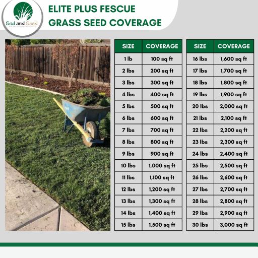 plant grass seed or sod Elite Plus Fescue Grass Seed