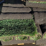 elite plus sod seed